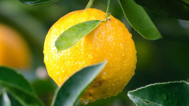 细胞工厂与生物反应器：看似相似，实则两条技术路线